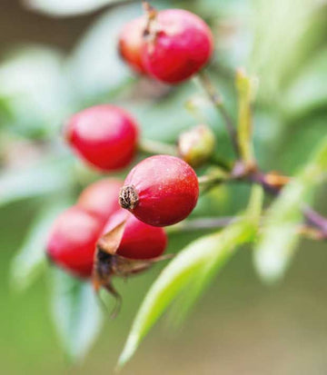 How to make rosehip syrup.jpg