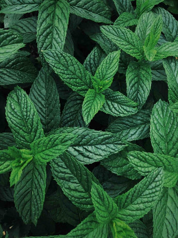Tea Tree Oil Toner for Oily Skin.jpg